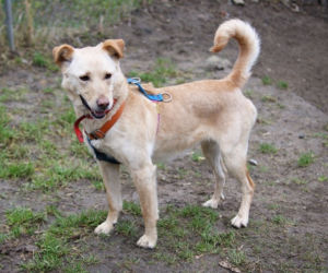 PIES DO ADOPCJI - Bella