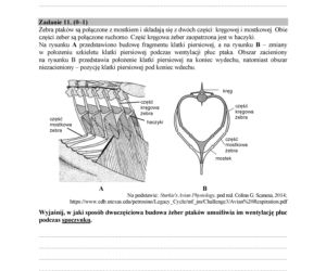 Matura 2018 z biologii. Poziom rozszerzony - arkusze CKE