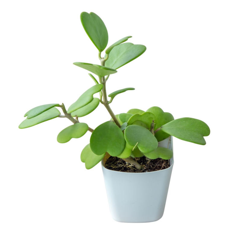 Hoya kerrii