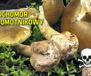 Tych grzybów nie zbieraj