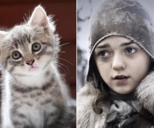 Aktorzy jako... KOTY! Podobni!