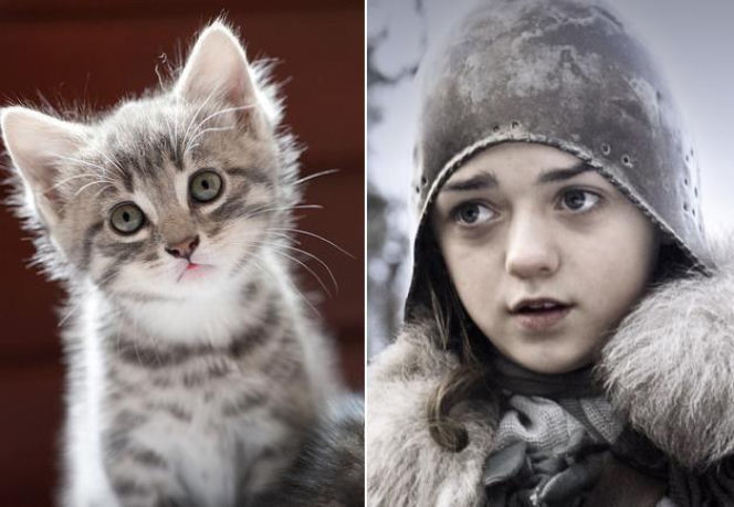 Aktorzy jako... KOTY! Podobni!