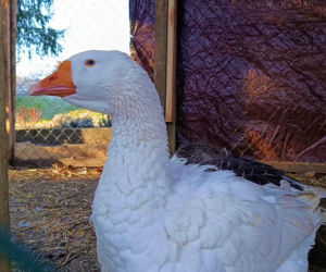 Żywa szopka w Żydowcach