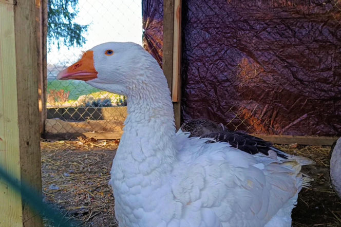 Żywa szopka w Żydowcach