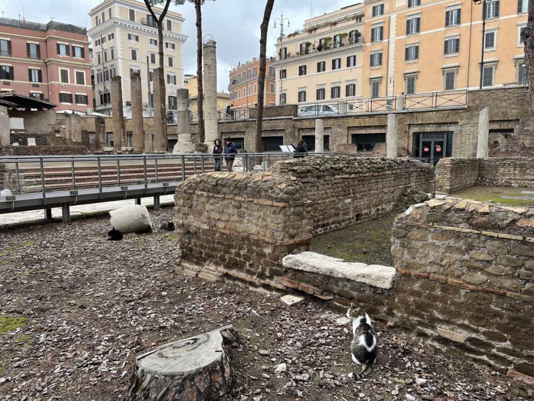 Largo Argentina w Rzymie. Koty zamieszkały w starożytnych ruinach - zobacz zdjęcia