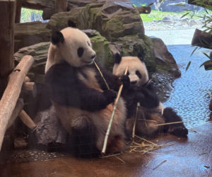 Pandy ZOO Berlin