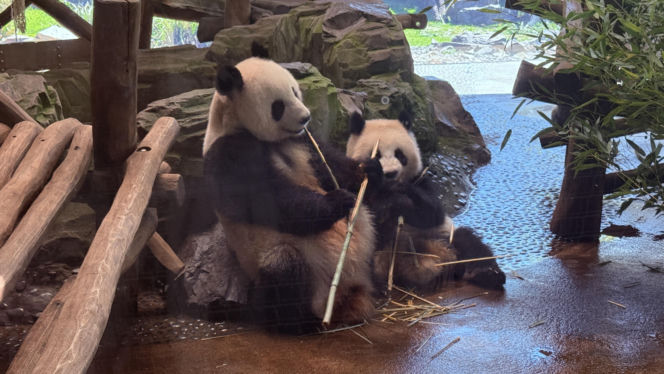 Pandy ZOO Berlin
