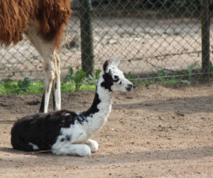 Bydgoski Ogród Zoologiczny we wtorek 31 maja powitał na świecie małą lamę