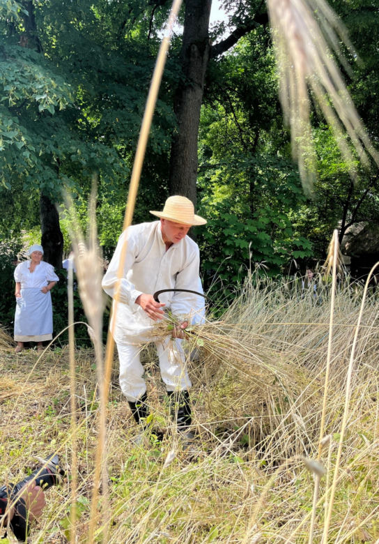 W Skansenie odbyły się retro żniwa, żęto żyto metodami pradziadków