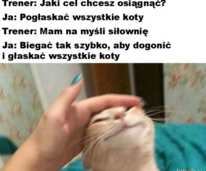 Dzień Kota 2020