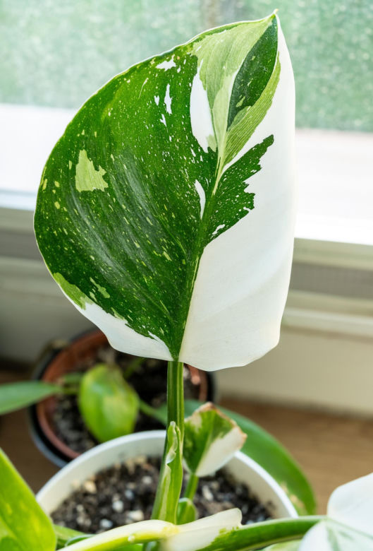 Philodendron 'White Princess'