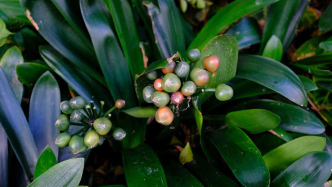 Kliwia pomarańczowa