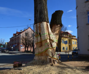 Węgorzewo: Obumarłe drzewo z początku XX wieku zmienią w... RZEŹBĘ! [ZDJĘCIA]