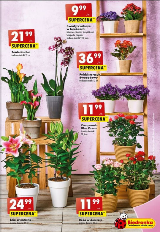 Biedronka na Dzień Matki