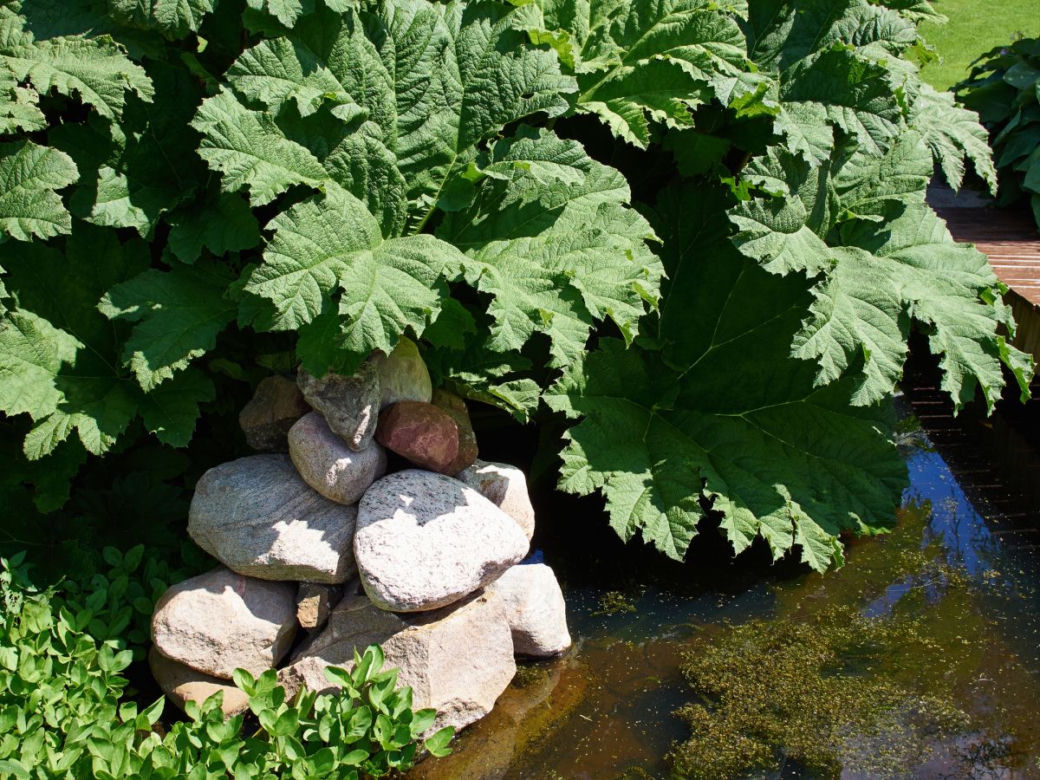 Gunnera olbrzymia