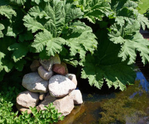 Gunnera olbrzymia