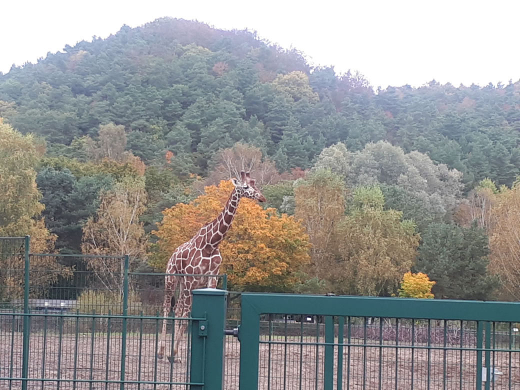 Nowi mieszkańcy w gdańskim zoo!