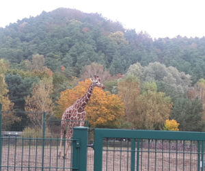 Nowi mieszkańcy w gdańskim zoo!