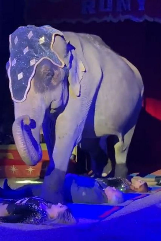 Polski kardynał w cyrku. Szokujące sceny