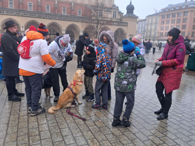 34. finał WOŚP w Krakowie. Golden Retrievery na Rynku Głównym