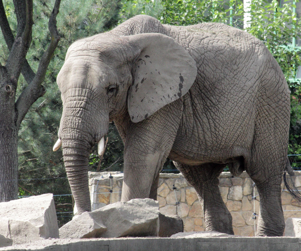 Słoń z warszawskiego ZOO