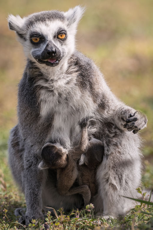 Lemur