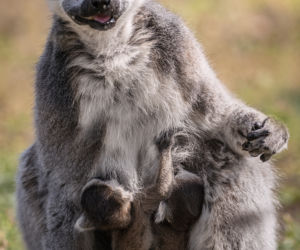 Lemur
