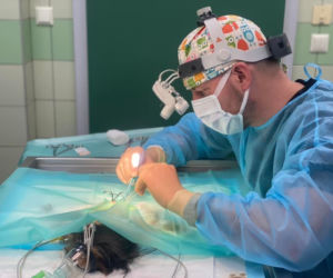 Operacja świnki morskiej z fikuśną grzywą. Janson pod skalpelem 
