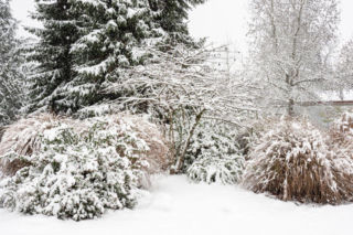 Dlaczego rośliny ogrodowe zimą przemarzają? Wyjaśniamy powody i podajemy rozwiązania