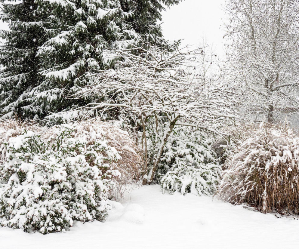 Dlaczego rośliny ogrodowe zimą przemarzają?