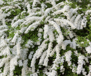 Tawuła wczesna – biała kaskada kwiatów w wiosennym ogrodzie