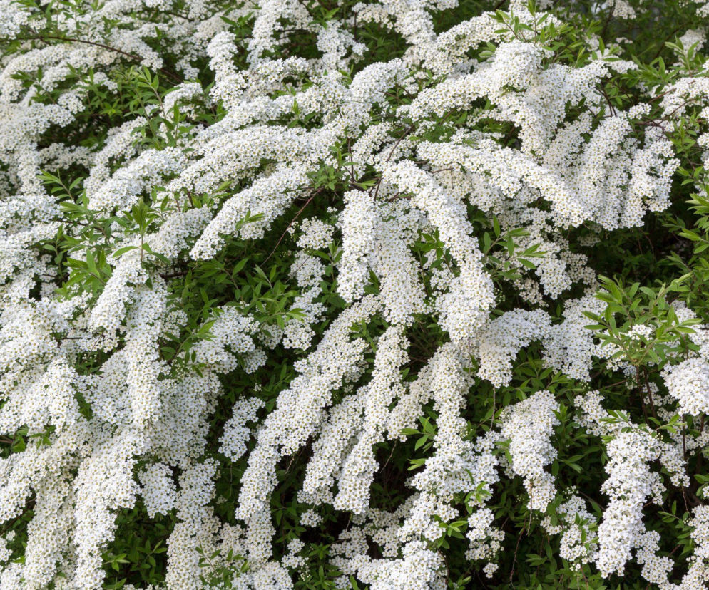 Tawuła wczesna – biała kaskada kwiatów w wiosennym ogrodzie