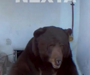 Odkrył, że żyje w jednym domu z niedźwiedziem! Zapowiada pozew