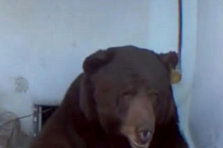 Odkrył, że żyje w jednym domu z niedźwiedziem! Zapowiada pozew