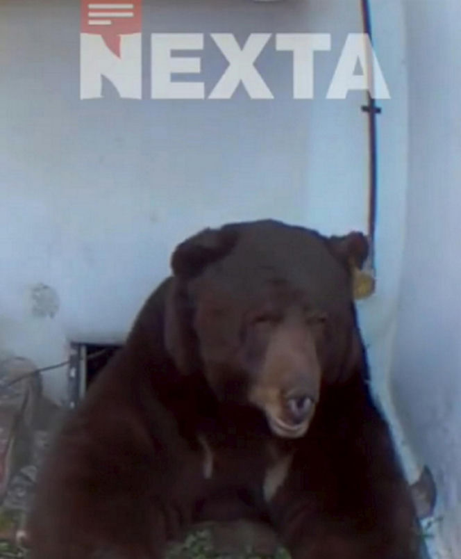 Odkrył, że żyje w jednym domu z niedźwiedziem! Zapowiada pozew