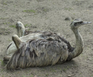 Nowi mieszkańcy wrocławskiego zoo