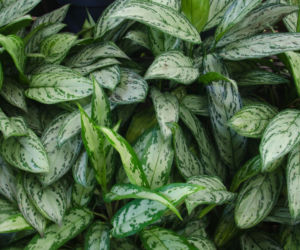 Aglonema