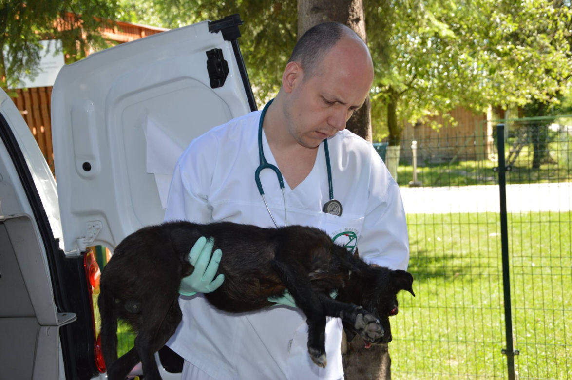 Oczko - skatowany pies trafił pod opiekę ADY w Przemyślu