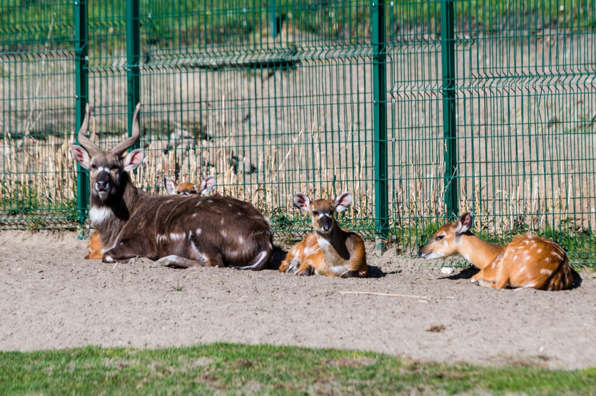 Koronawirus w Trójmieście. Zwierzęta z zoo tęsknią za ludźmi