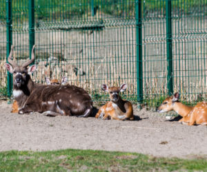 Koronawirus w Trójmieście. Zwierzęta z zoo tęsknią za ludźmi