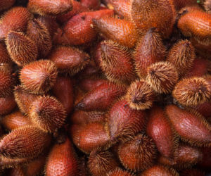 Salak, czyli wężowa palma