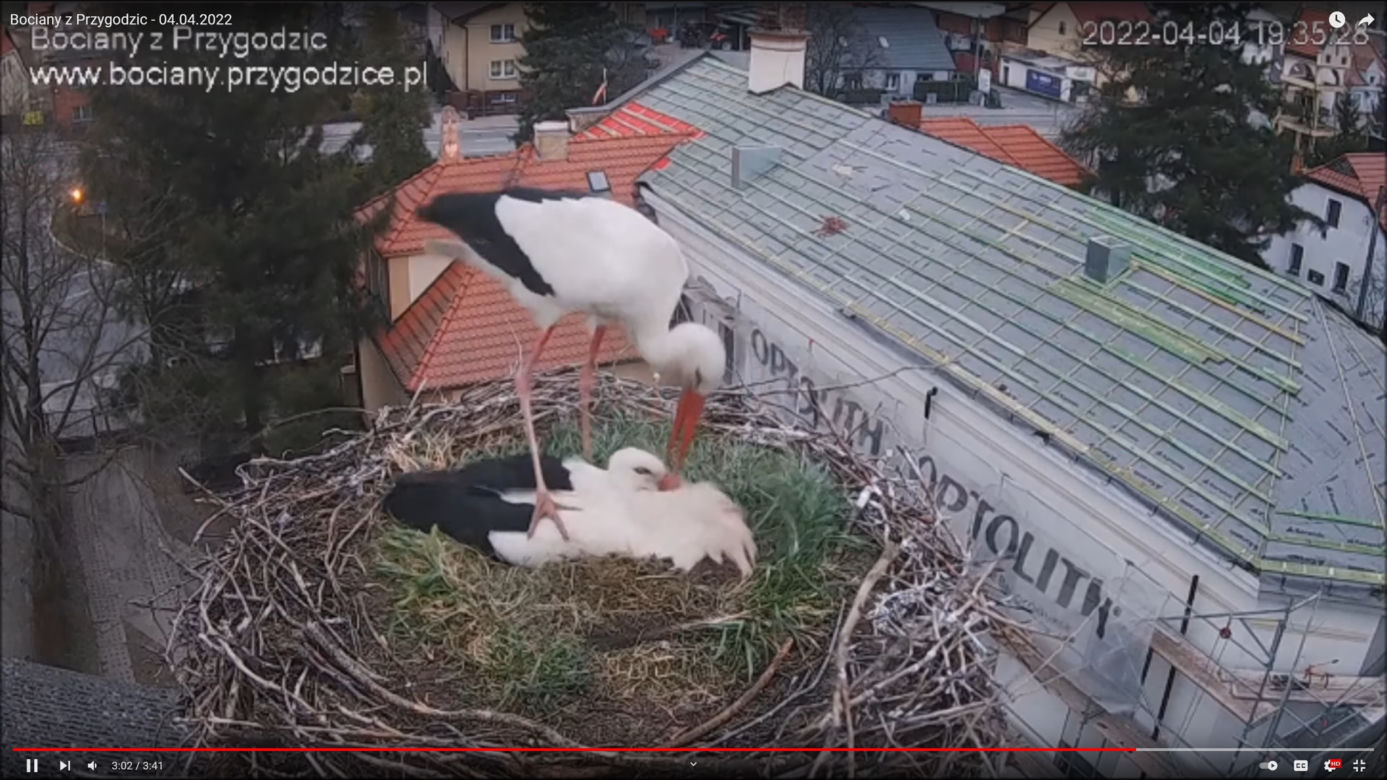 Wojna w bocianim gnieździe! Intruzi zniszczyli jedno jajo