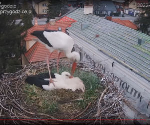 Wojna u bocianów