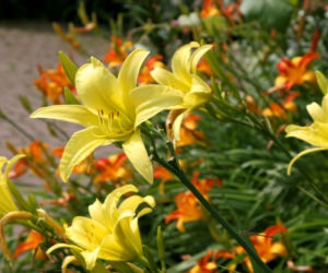 liliowce