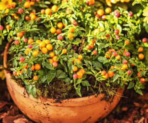 Poznaj rośliny doniczkowe o ozdobnych owocach