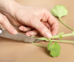Sadzonki pelargonii