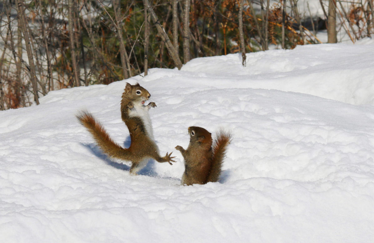 Kung fu wiewiórki!