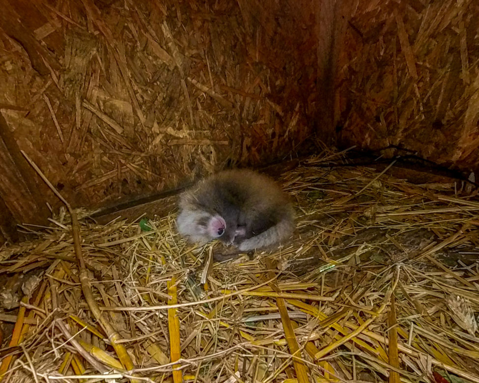 W łódzkim ZOO urodziła się panda mała