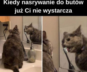 Dzień Kota 2020
