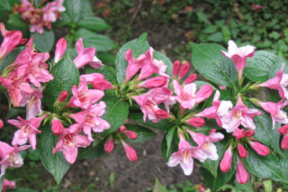Krzewuszka cudowna - Weigela florida